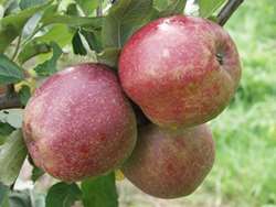 Rød Belle de Boskoop er af hollandsk herkomst. Æblet er stort, matgrøn og med en rød kind. Der findes typer der hovedsagelig er røde. Frugtkødet er fast og grov i strukturen og smager syrlig-sød og aromatisk. Rød Belle de Boskoop er et velkendt madæble.